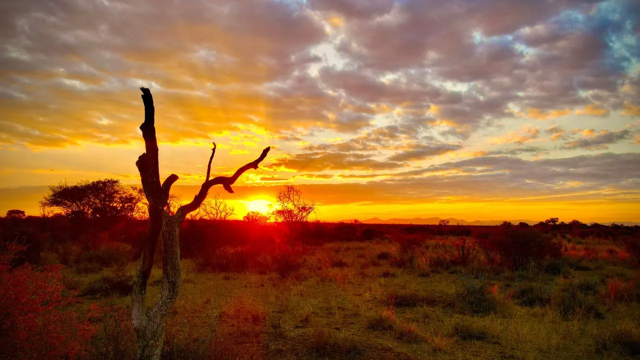 Sunset over the South African bushveld