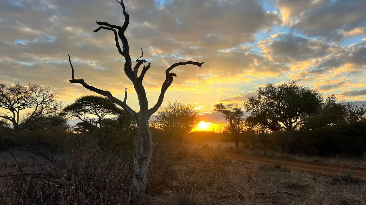 Dead leadwood tree at last light